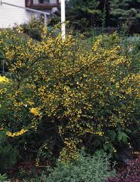 Image result for Berberis verruculosa