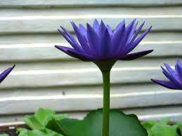Melambangkan kendali seseorang atas pikiran dan semangat dan melepaskan aspirasi materialistis dalam hidup. Paling Keren 15 Gambar Bunga Tunjung Biru Gambar Bunga Indah
