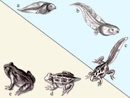 Amphibians are animals such as frogs and toads that can live both on land and in water. Amphibians For Kids Frogs Salamanders And Toads