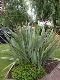 Pin On Mygardenanswers