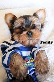 Check out all our current chocolate, golden parti yorkies puppies and pick your favorite puppy. Yorkie Puppies For Sale California Teacup Toy Puppies Near Me Yorkie Adoption