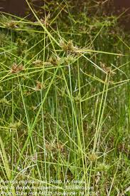 Image result for Pycreus polystachyos