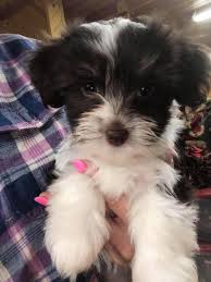 To ensure the well being of your puppy, our team is trained in pet socialization and provides daily exercise routines, grooming and health checks on all puppies. Dreammaker Designer Puppies Hypoallergenic Nonshedding For Sale Home Facebook