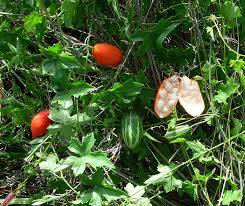 Image result for Trochomeria