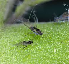 Image result for BLACKFLY ON TOMATO PLANTS