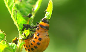 Mes solutions pour éliminer les pellicules grasses et sèches naturellement ainsi que les démangeaisons du cuir chevelu. Doryphore Traitements Naturels Et Efficaces Contre Ce Coleoptere