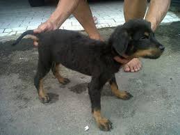 Rottweiler 5 Months Old Healthy Weight And Height A Love