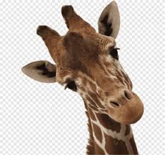 Learn to draw a baby giraffe. Rothschild S Giraffe Drawing Baby Giraffes Wildlife Graphy Baby Giraffe Cartoon S Png Pngegg