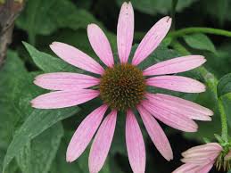 Image result for Echinacea purpurea `Magnus`