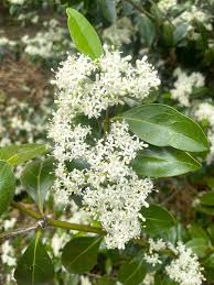 Image result for Psydrax subcordata