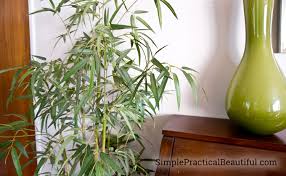 Wrap a towel around the base of the plant to catch drips and very thoroughly spray the foliage. An Easier Way To Dust Silk Plants Simple Practical Beautiful