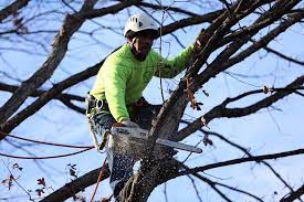 Pin On Tree Pruning Fairfax Va