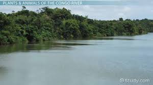 It has been the most popular among the seven major rivers on the continent. What Is The Second Longest River In Africa Study Com