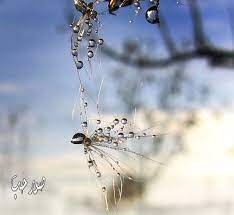 خلفيات تويتر طبيعية حلوة صور قطرات الندى لتويتر اجمل الصور على تويتر 215 plants dew drops flowers