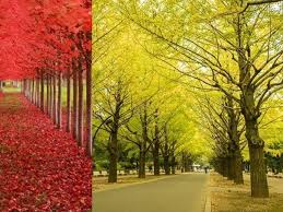 Gambar alam kreatif kelompok hewan margasatwa bawah air via gambar sayap warna kuning lukisan sketsa gambar pastel via pxhere.com. 7 Pohon Dengan Daun Warna Warni Ini Layaknya Di Negeri Dongeng Hot Liputan6 Com