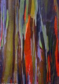 Rainbow Eucalyptus Tree Csglobe Rainbow Eucalyptus Tree Rainbow Eucalyptus Tree Painting