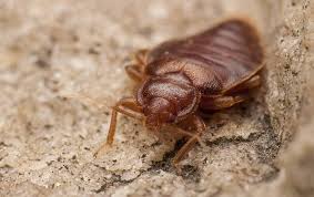 480 west front street, dallas, tx 75149. Blog Is It Dangerous To Have Bed Bugs In My Dallas Tx Home