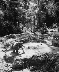 Image result for Millettia psilopetala