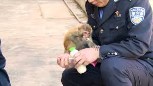 Baby dave 4.5 out of 5 stars 189 ratings Rescued Baby Macaque Refuses To Leave Its Human Daddy Cgtn