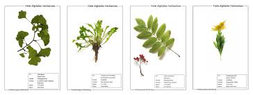 Ein herbarium oder auch herbar ist eine sammlung von getrockneten und gepressten pflanzen, die aufgeklebt und beschriftet werden. Newsbeitrag Bearbeiten Loschen Neumann Matthias Das Profil Film Im Naturwissenschaftlichen Unterricht Eine Ubersicht Zur Implementierung Des Profils Film Im Naturwissenschaftlichen Unterricht Weitere Informationen Werden Unterrichtsbegleitend