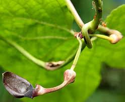 Image result for Aristolochia heppii