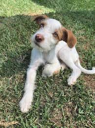 The city of pasadena's pet adoption center is a wonderful place to adopt, foster, volunteer, or just visit the pets. Adopt Lychee On Petfinder Dog Adoption Help Homeless Pets Dog Shop