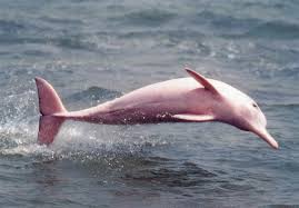 The amazon pink river dolphin is obviously famous for its pink color. Why Are The Endangered Dolphins Of Hong Kong Pink Iflscience