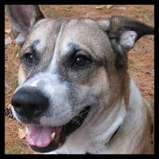 Why do you need to adopt from nh humane society? Monadnock Humane Society Home Facebook