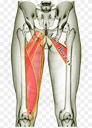 Common places for muscle strains in the hip and thigh include the hip flexors, lower abdomen/groin, adductors, quadriceps, and hamstrings. Adductor Longus Muscle Png Images Pngwing