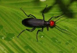 In alberta, on one study site, there was a stable density of one pair per 10 km 2 (4 sq mi), on average with little deviation from this mean. Bugs In Utah 25 Most Common Bugs And Where To Find Them