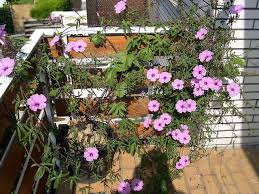 Image result for Ipomoea lapathifolia