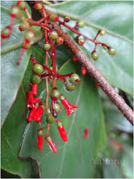 Image result for Helixanthera