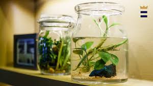 Best Betta Fish Tank Wjhl Tri Cities News Weather