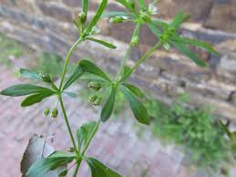 Image result for Hypertelis bowkeriana