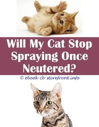 There are some myths circulating the online space about chasing kitties away. 11 Ravishing Cat Spray Deterrent Water Cat Spray Cat Repellant Cats