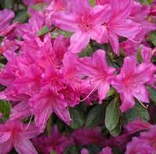 What Are Common Plants That Are Surprisingly Poisonous Poisonous Plants Plants Ornamental Plants