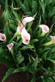 Image result for Zantedeschia rehmannii