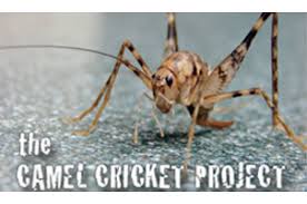 I am doing what i can to make basement the local southern states recommended bifenthrin. Camel Cricket Census Scistarter