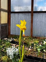 Image result for Moraea spathulata