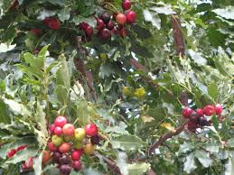 Image result for Ekebergia