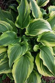 The exotic, tropical looking, large, luscious deciduous leaves. Hosta The Best Varieties For Sale How To Grow Hosta Plant Delights Nursery Plantain Lily Hosta Plants Hosta Nurs Hosta Plants Hostas Dry Shade Plants