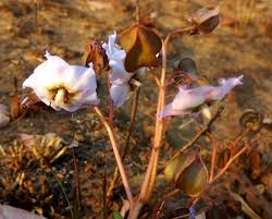 Image result for Trichodesma physaloides