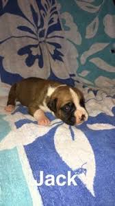 Get advice from breed experts and make a safe choice. Litter Of 6 Boxer Puppies For Sale In Westminster Sc Adn 32637 On Puppyfinder Com Gender Male Age 3 Weeks Old Boxer Puppies Boxer Puppies For Sale Dogs