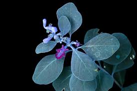 Image result for Vitex fischeri
