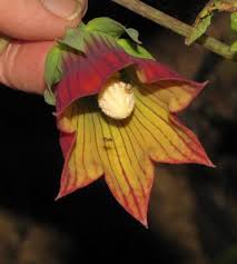 Image result for Canarina