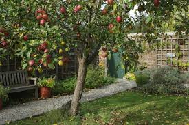 The thorny trees do provide nesting and cover for wildlife. Fruit Tree Planting Care Part 2 Where How To Plant