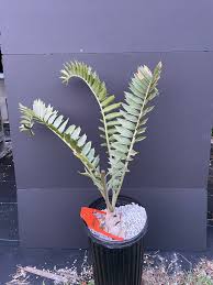 Image result for Encephalartos