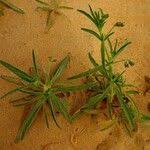 Image result for Vahlia digyna