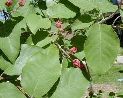 Image result for Amellus reductus