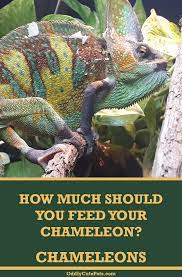How Much To Feed A Chameleon Chameleon Pet Veiled Chameleon Chameleon